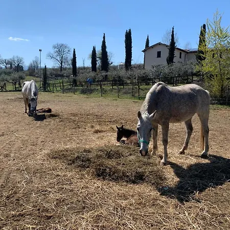 La Corte Dei Cavalieri Çiftlik konaklama Montefalco