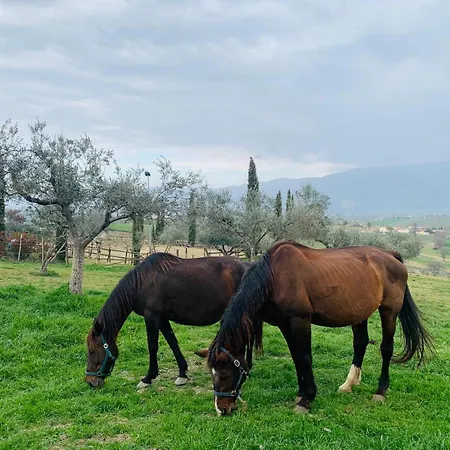 La Corte Dei Cavalieri * Montefalco