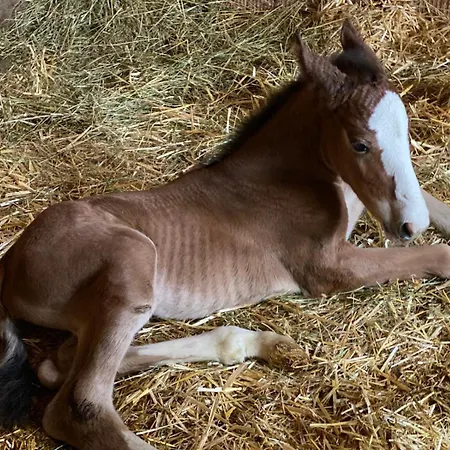 La Corte Dei Cavalieri *