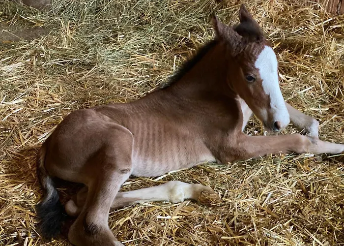 La Corte Dei Cavalieri *